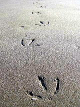 砂浜にカモメの足跡