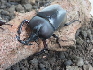 カブトムシ
