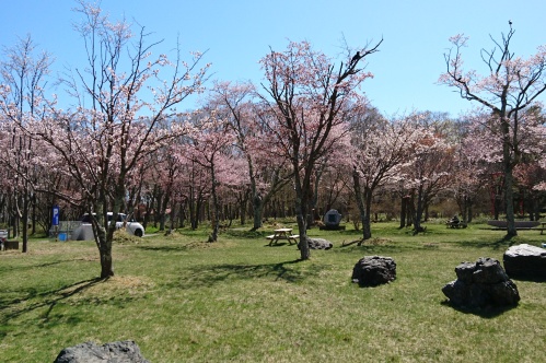 満開の桜の写真