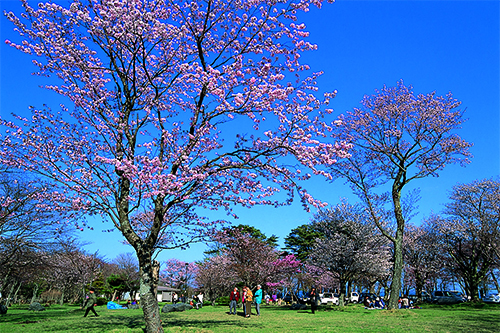 満開の桜の写真6