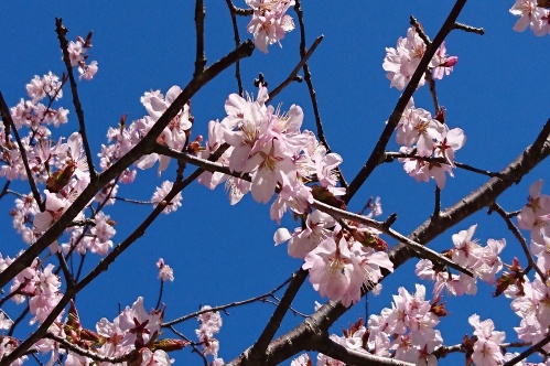 満開の桜の写真4