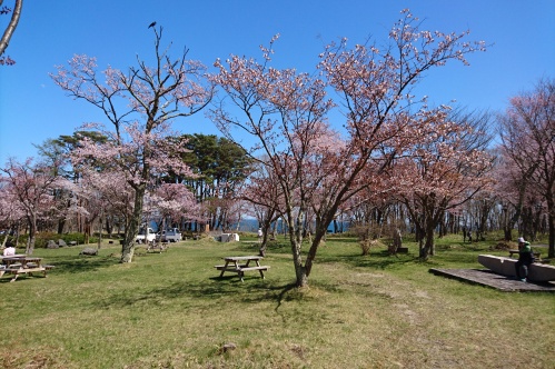 満開の桜の写真5