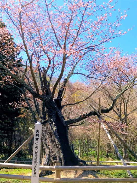 夫婦桜