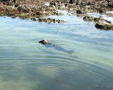 写真：ゼニガタアザラシが泳ぐ様子