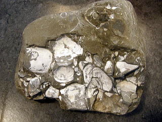 襟裳岬の海岸で拾った貝の化石