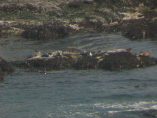 写真：岩礁に上がり、休んでいるアザラシの群れ