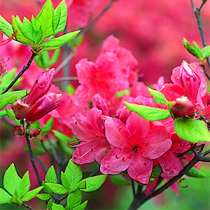 町の花の写真